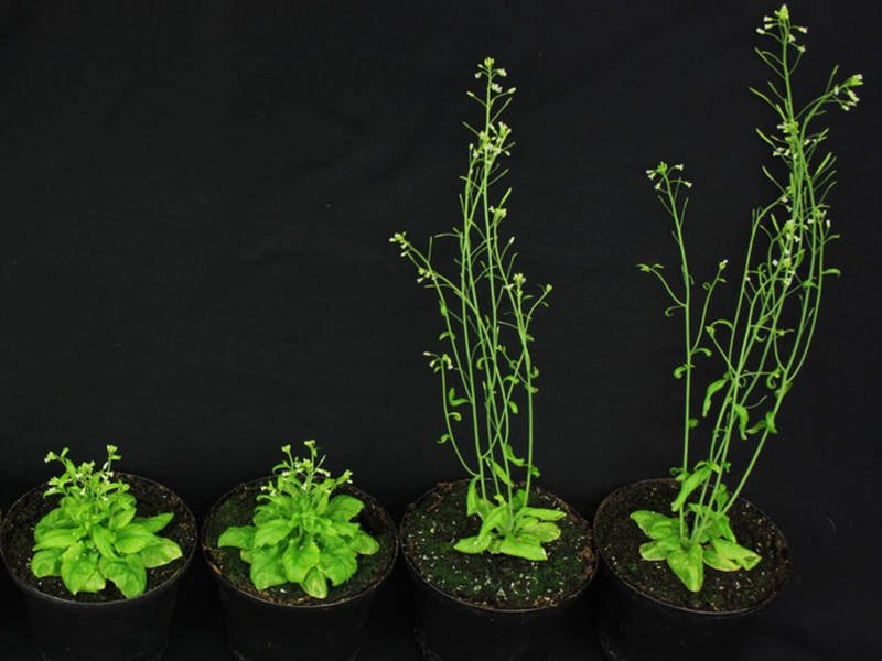 Stunted Growth Malady