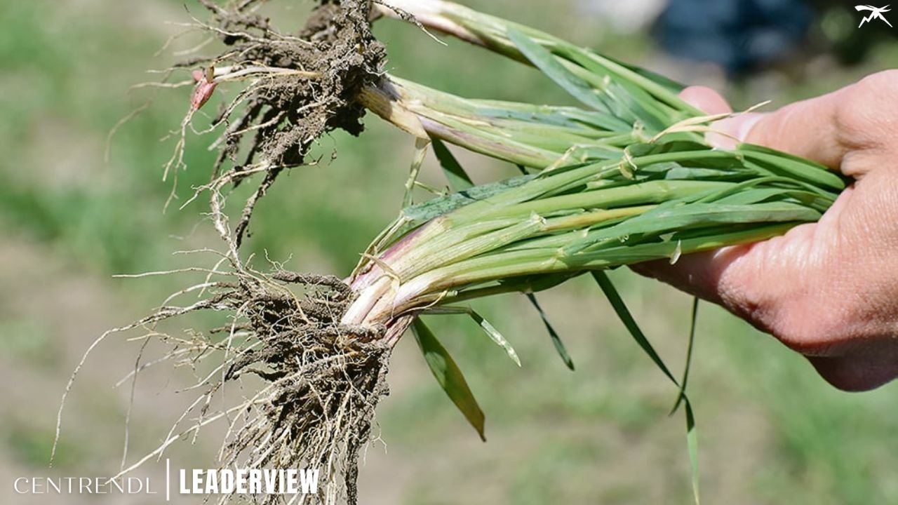 Growth Inhibitors In Leadership And Organizational Life