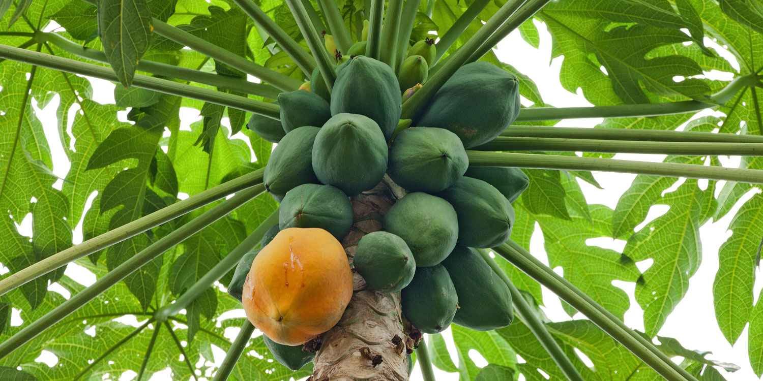 Leadership BLESSING Does Not Fall Like RIPE PAWPAW!