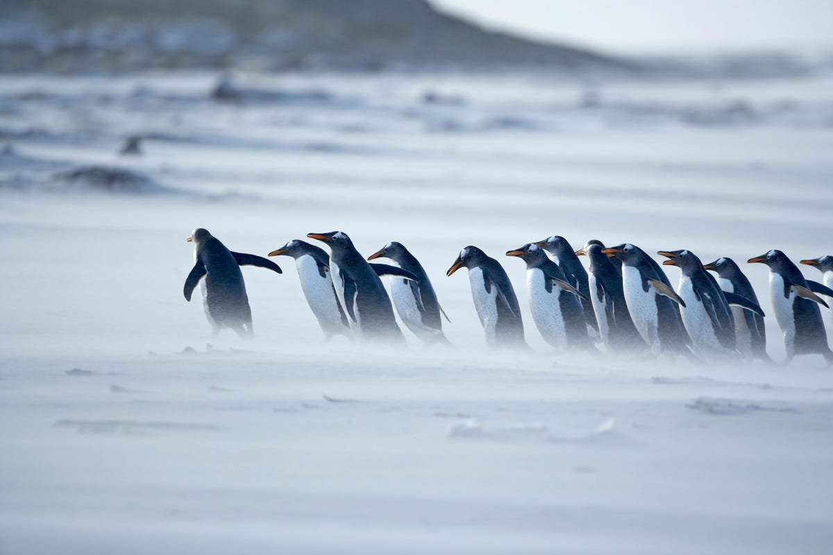 The Response of Leadership In Difficult And Challenging Times